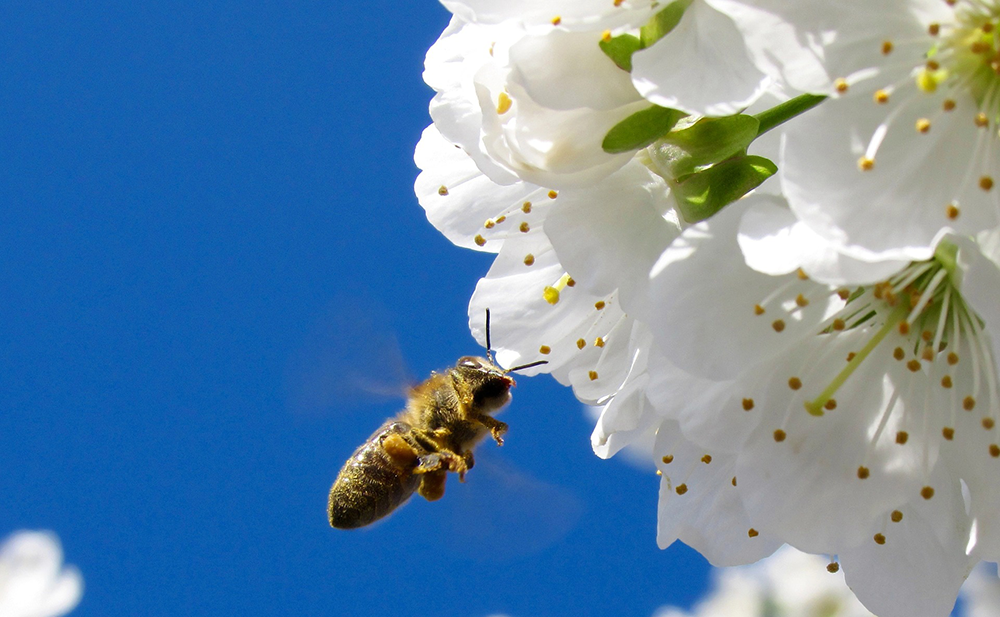 Insektenschutzpaket ist ideologisch motiviert