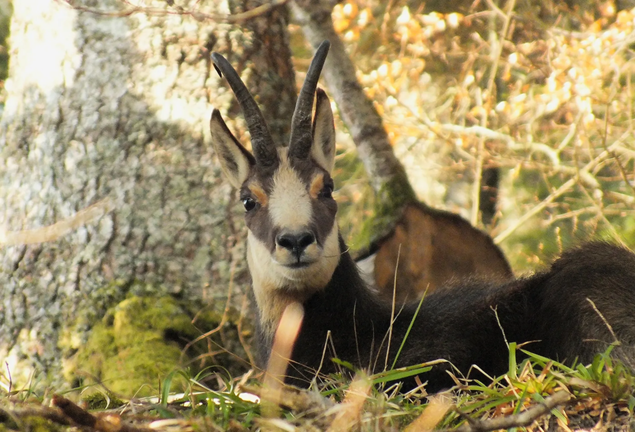 Wald mit Wild - Dafür steht auch die AfD