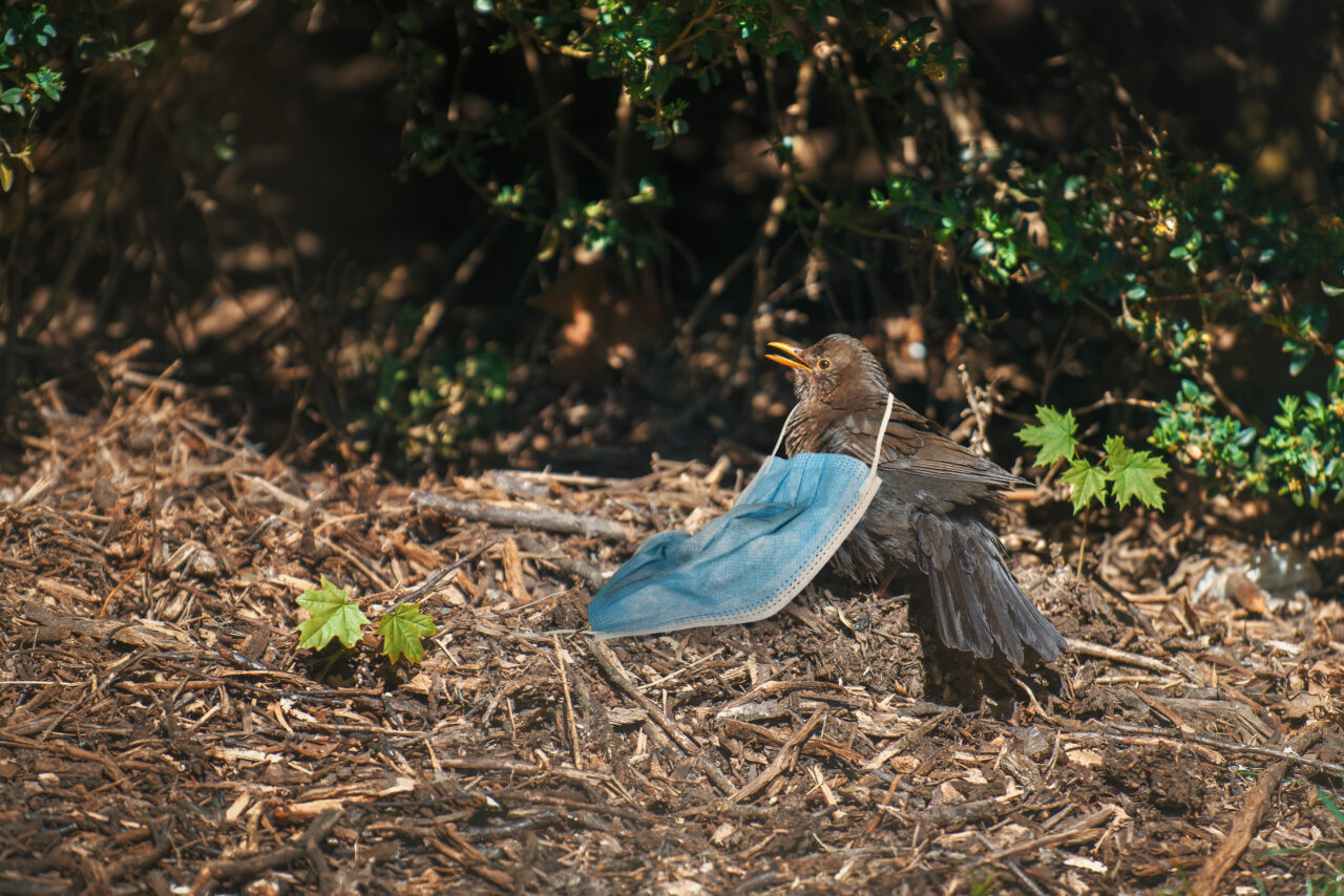 A blackbird tangled in a face mask on the ground in a city park.