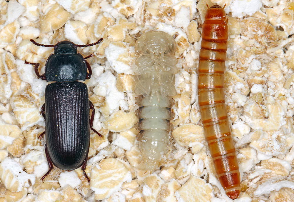 Felsers Bericht aus Berlin