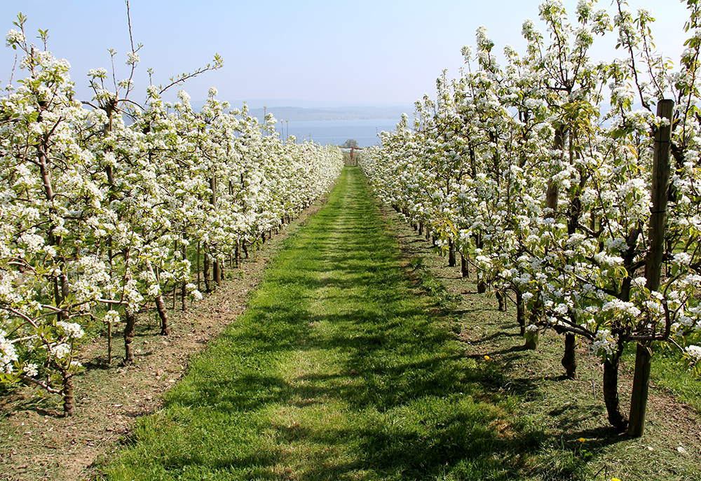 Hilferuf der Bodenseebauern