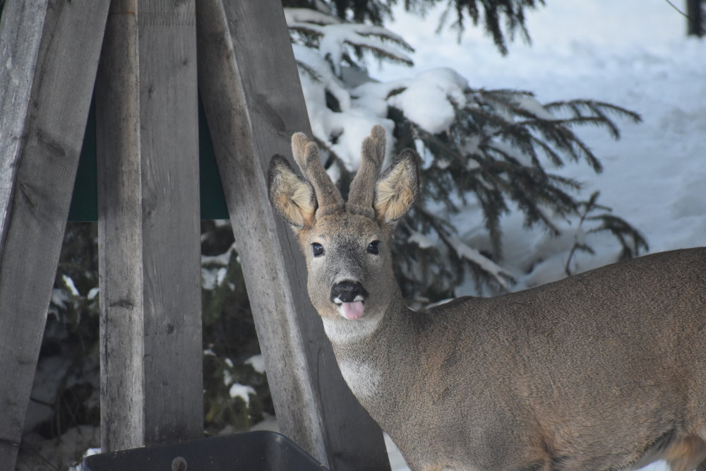 Bundestagsrede: Wald mit Wild