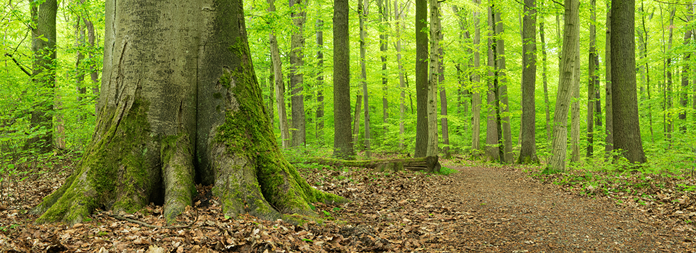 Baum des Jahres 2022