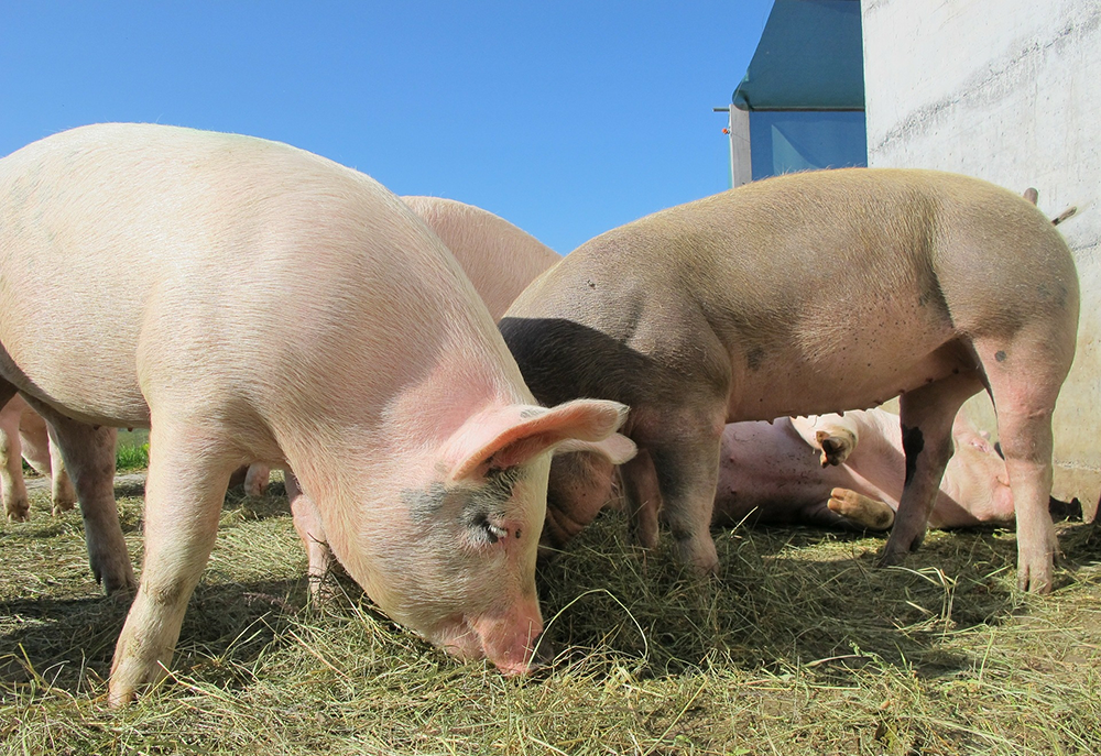 Neues aus dem Landwirtschaftsausschuss