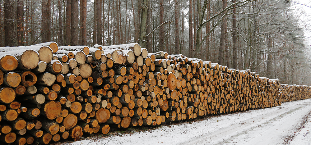 AfD kämpft für Unabhängigkeit der Waldbesitzer