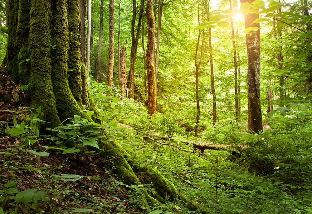 900 Millionen Euro für den Wald