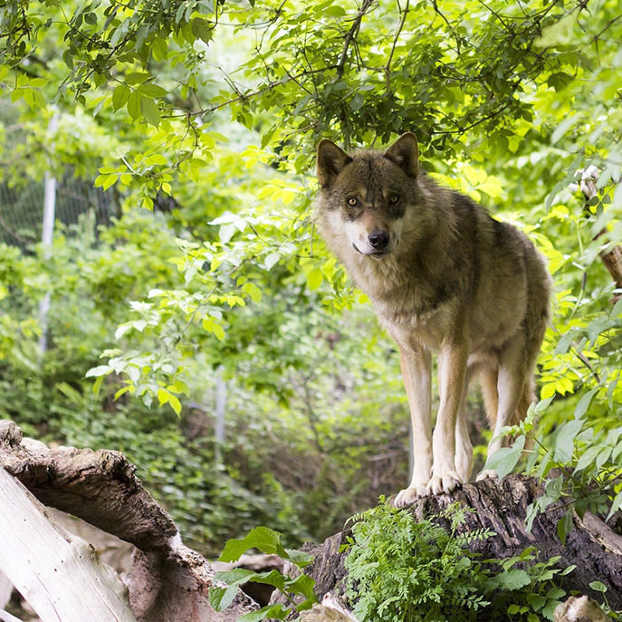 Wolfsbestand reguliere