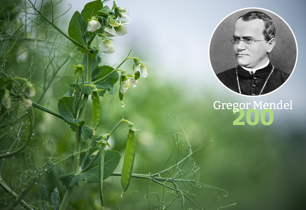 Gregor Mendel wird 200 Jahre