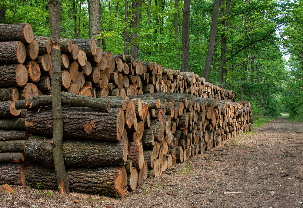 Energetische Holznutzung erhalten