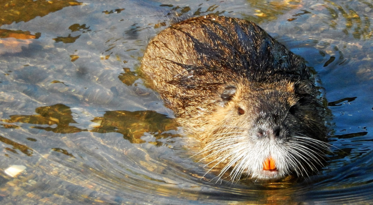 Jagd auf Nutria mit Verantwortung